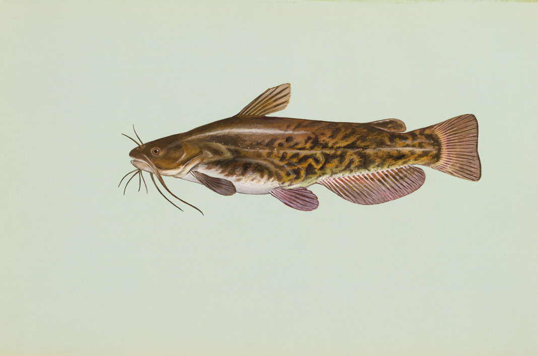 Brown Bullhead Source: Raver, Duane. http://images.fws.gov. U.S. Fish and Wildlife Service.