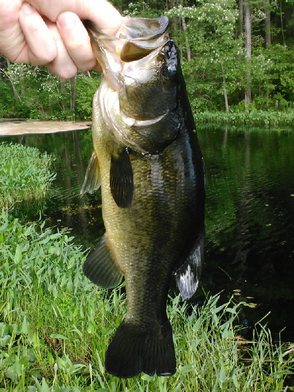 pallet fishing pad