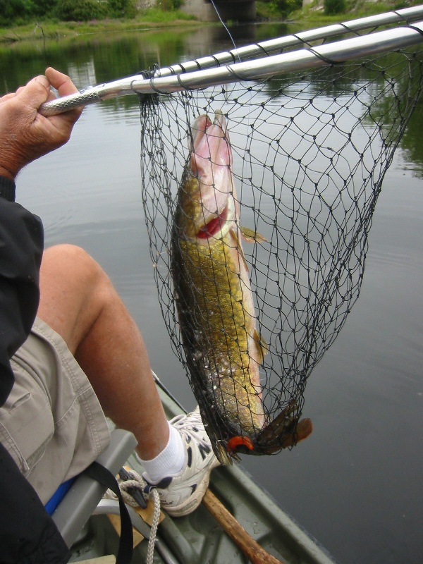 5 lb pickerel