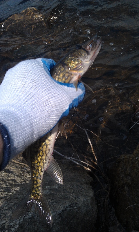 Chain Pickerel