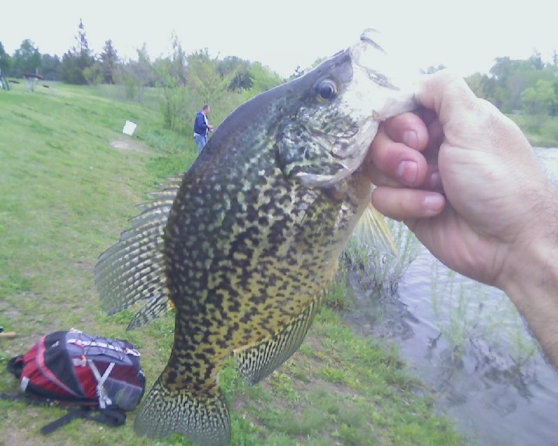 13.5 inch Crappie near Sharon