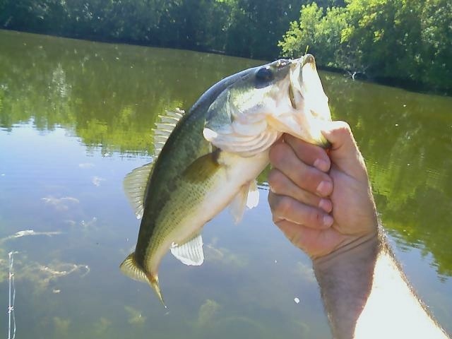 2.0 Largemouth near Sharon