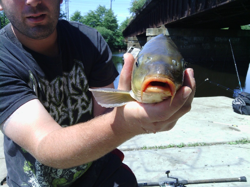 small common carp 4 pounds