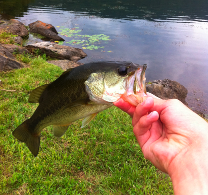 Lake Averic Bass